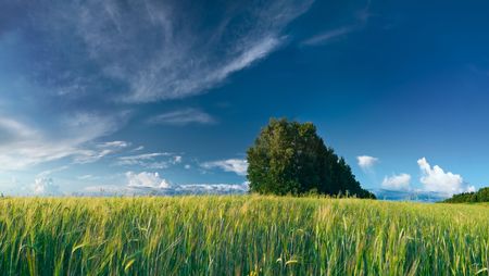 summer landscape with green grass meadows and blue skyの写真素材