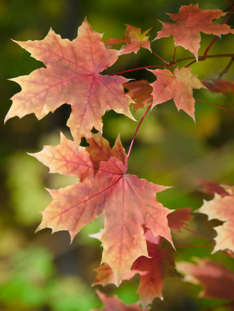 sunny maple leaves autumn landscape shallow dof