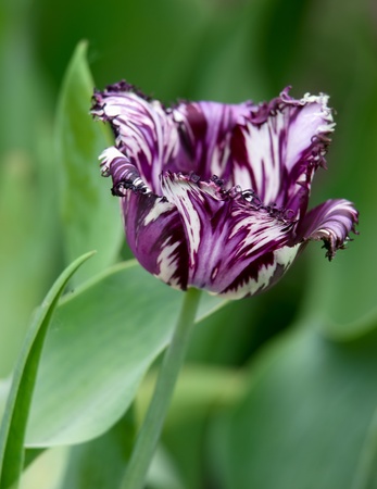 tulip flower closeup over green shallow dofの写真素材