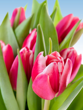 bunch of tulips over sky blue background. の写真素材