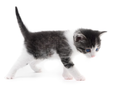 black and white kitten isolated on white backgroundの写真素材