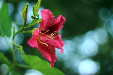 Close up view of bee picking honey from flowersの写真素材