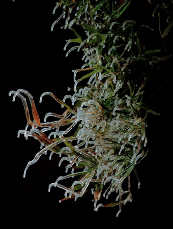 Frozen plant close up viewの写真素材