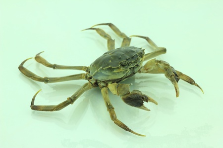 crab close up viewの写真素材