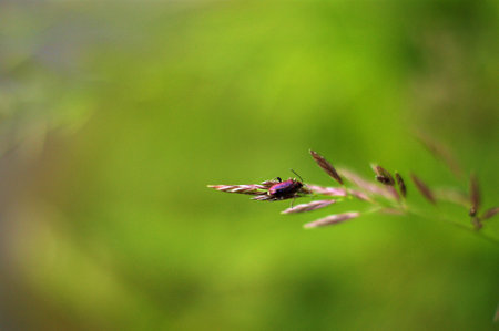 Macro shot of a bug on a blade of grass in nature