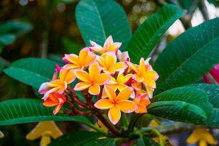 Very beautiful orange flowers.の写真素材