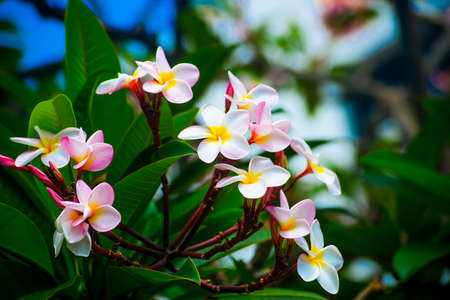 flowersの写真素材