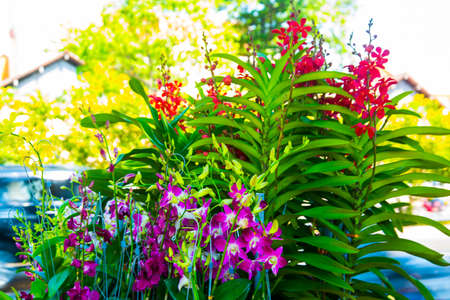 Bushes of flowersの写真素材