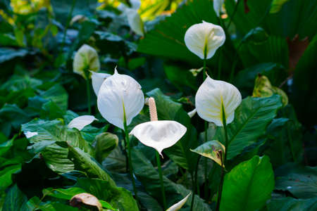 The extraordinary beautiful white flowers