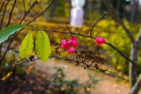 Bright yellow, orange leaves in the Parkの写真素材