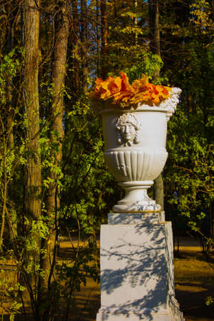 Bright yellow, orange leaves in the Parkの写真素材