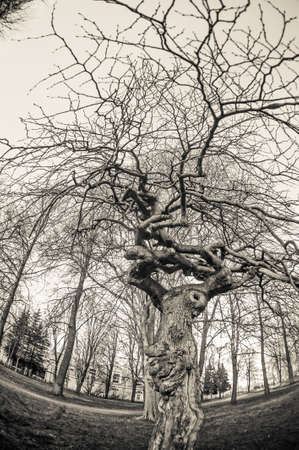 Long and twisted branches of a tree without leaves.Winter.の写真素材