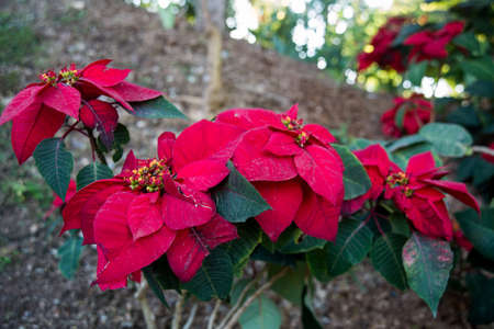 Very beautiful flowers are closeup, flowering, flowers szelenyi leaves.の写真素材