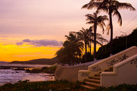 Silhouette Coconut Palm Tree Outdoors Conceptの写真素材