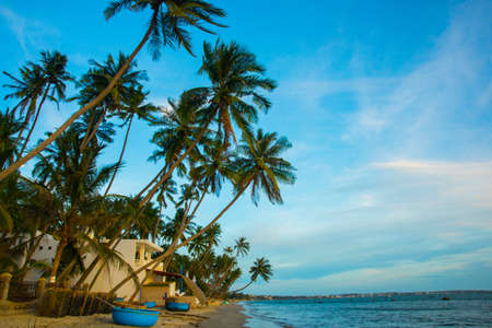 Palm trees against blue sky.の写真素材