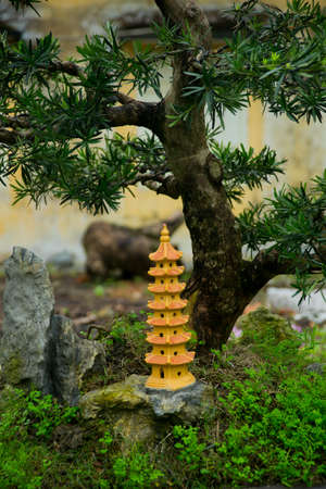 Small tree in a pot,bonsaiの写真素材