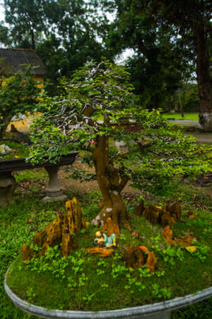 Small tree in a pot,bonsaiの写真素材