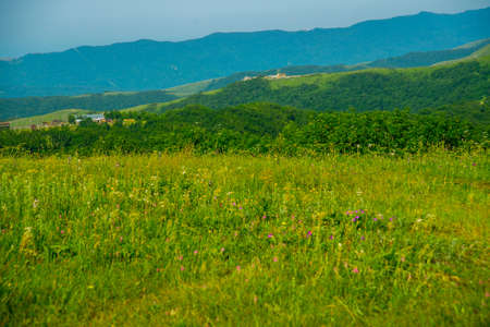 Green field under blue sky.Russia.の写真素材