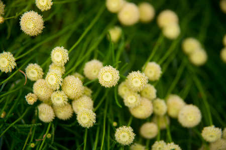 Yellow round little flowers on a background of green grass. Texture, background.の写真素材