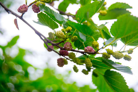 Blackberry