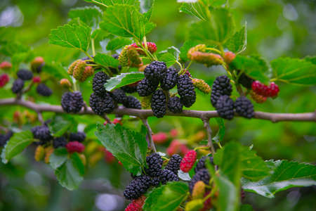 Black berry on a branch, mulberryの写真素材