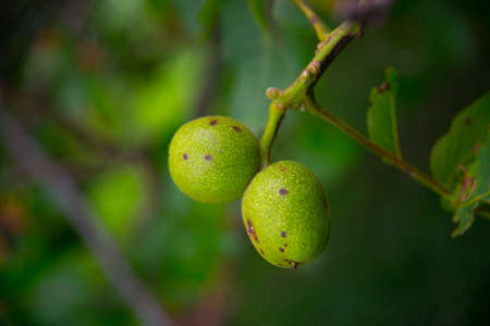 Unripe green walnuts to be on a branch.Summer.