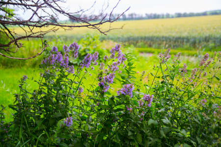 Summer landscape with wild flowers, tree branches and yellow field in the distance.Russia.の写真素材
