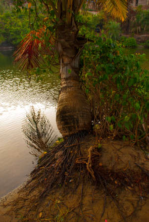 A small lake in the morning, surrounded by palm trees. Goa state, India.の写真素材