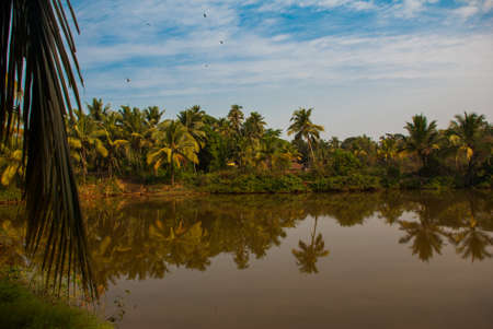 Trees reflected in the water. Beautiful scenery, Goa. India.