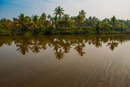 Trees reflected in the water. Beautiful scenery, Goa. India.