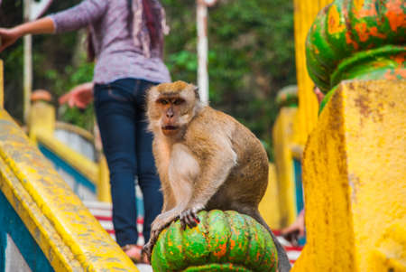 Monkey with baby in the Batu Caves, Malaysia. Soft focus. bokehの写真素材