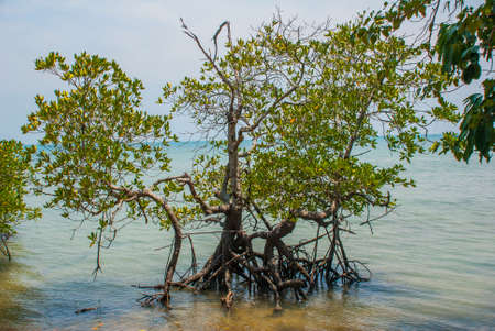 Beautiful landscape. The sea and the mountains, the Islands. Krabi, Thailand.の写真素材