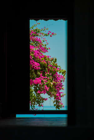 A beautiful shrub with red flowers on a background of the sea. Nha Trang. Vietnamの写真素材