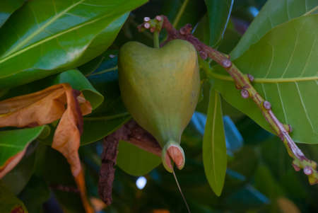 Unusual green fruit hanging on the tree. Krabi, Ao Nang, Thailand.の写真素材