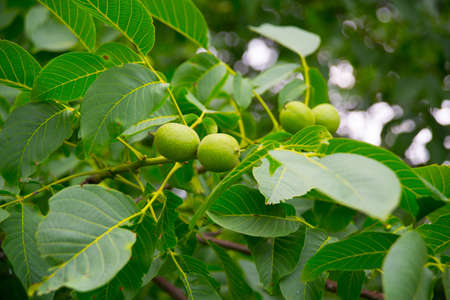 Unripe green walnuts to be on a branch.Summer.の写真素材