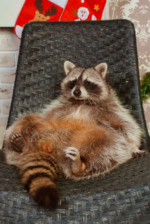 Beautiful big raccoon sitting on the black chairの写真素材