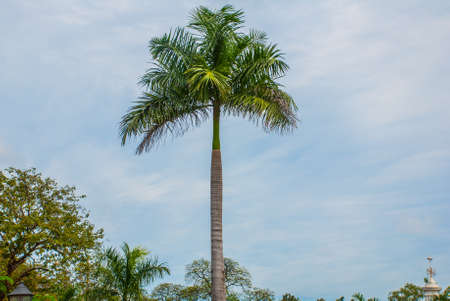 Coconut palm tree on the background of blue sky. Philippines. Cebuの写真素材