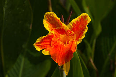 Beautiful flower orange-yellow color on green background in Philippines.