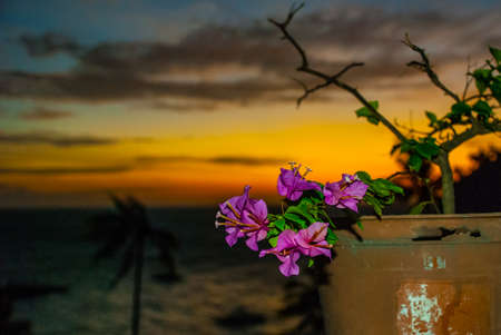 Flowers in pot. Sunset, view of the sea and palm trees. Apo island, Philippines.の写真素材