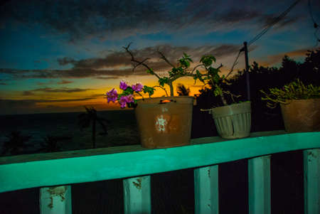 Flowers in pot. Sunset, view of the sea and palm trees. Apo island, Philippines.の写真素材