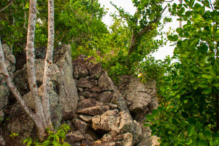 Trees and many stones in green. Apo island,Philippines