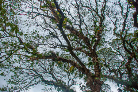 Green tree on the background of blue sky, town Valencia, island Negros. Philippinesの写真素材