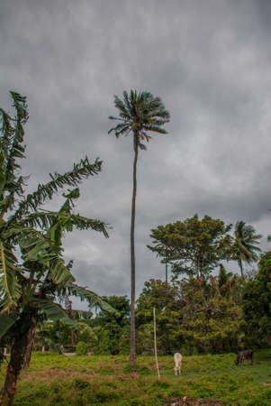 Palma. Landscape with green trees , Negros. Philippinesの写真素材