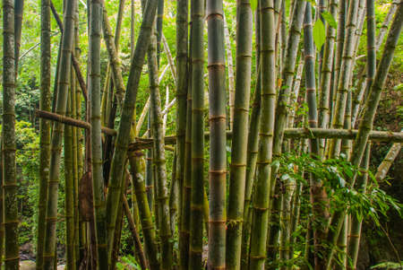 Cane tree. Landscape with green trees in the jungleの写真素材