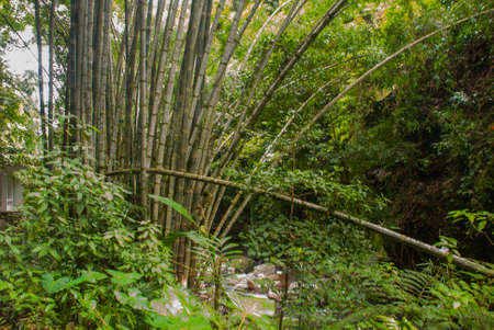 Cane tree. Landscape with green trees in the jungleの写真素材