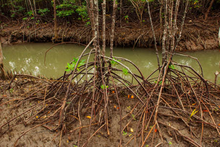 Mangrove Forest showing impressive roots groving into a marsh, Kalibo, Panay island, Philippines. Bakhawan eco-parkの写真素材
