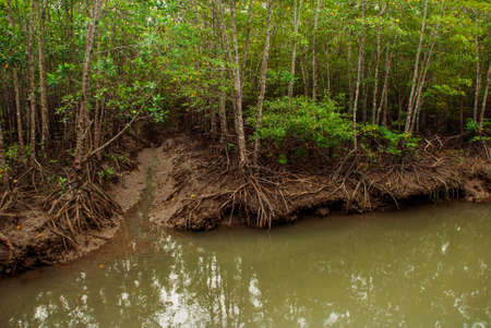 Mangrove Forest showing impressive roots groving into a marsh, Kalibo, Panay island, Philippines....