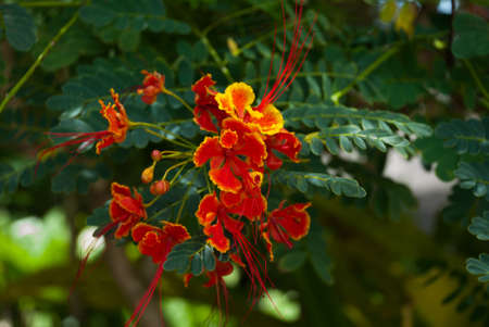 Beautiful red yellow flowers on a background of green leaves. Pandan, Panay island, Philippines.