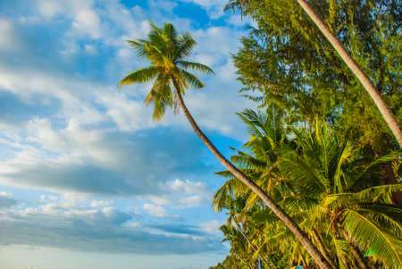 Beautiful palm trees against the blue sky. Boracay, Philippinesの写真素材