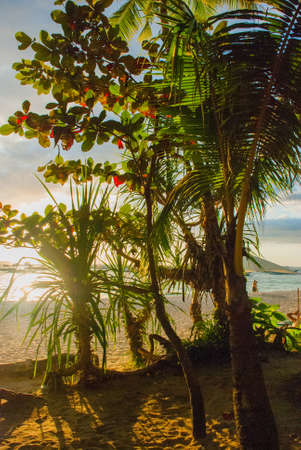 Beautiful tropical landscape with palm trees in the evenin. Boracay island, Philippinesの写真素材